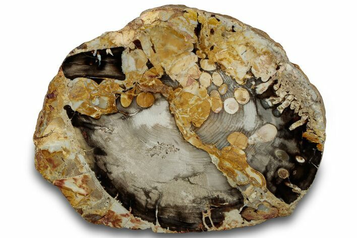 Polished Petrified Peanut Wood End-Cut - Australia #314679